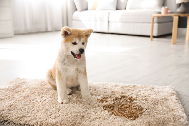 Persian Rugs Damage Removal Services